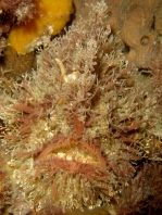 Tasseled Frogfish - <em>Rhycherus filamentosus</em> - Quasten Anglerfisch