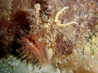 Rhycherus filamentosus (Tasseled Frogfish - Quasten-Anglerfisch)