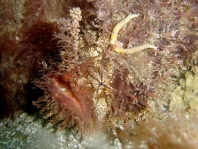 Tasseled Frogfish - <em>Rhycherus filamentosus</em> - Quasten Anglerfisch