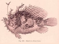Rhycherus filamentosus (Tasseled Frogfish - Quasten-Anglerfisch)