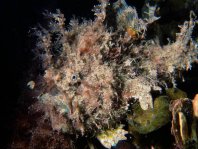 Glover's Frogfish - <em>Rhycherus gloveri</em> - Glover's Anglerfisch