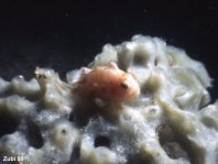 Painted frogfish - Antennarius pictus - Rundflecken Anglerfisch