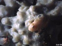 Painted frogfish - Antennarius pictus - Rundflecken Anglerfisch