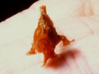 8 Antennariidae: unidentified frogfish - nicht identifizierter Anglerfisch thumbnail picture / Kleinbild