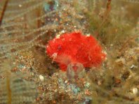 Unidentified frogfish - Antennarius - Nicht identifizierter Anglerfisch