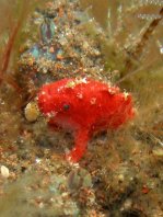 Unidentified frogfish - Antennarius - Nicht identifizierter Anglerfisch