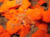 Painted frogfish - Antennarius pictus - Rundflecken Anglerfisch