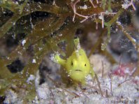 Painted frogfish - Antennarius pictus - Rundflecken Anglerfisch