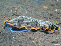 nudibranch