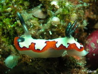 nudibranch