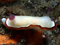 Nudibranche