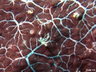 Cryptic Frogfish / Rodless frogfish - <em>Histiophryne cryptacanthus</em> - "Verborgener" Anglerfisch 