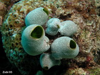 Cryptic Frogfish / Rodless frogfish - <em>Histiophryne cryptacanthus</em> - "Verborgener" Anglerfisch 