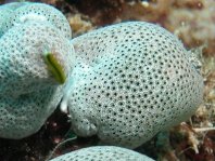 Cryptic Frogfish / Rodless frogfish - <em>Histiophryne cryptacanthus</em> - "Verborgener" Anglerfisch 