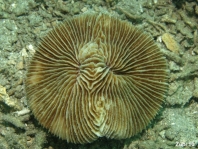 Cryptic Frogfish / Rodless frogfish - <em>Histiophryne cryptacanthus</em> - "Verborgener" Anglerfisch 