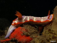 Nudibranche