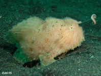 hairy frogfish (Antennarius striatus)