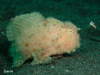 hairy frogfish (Antennarius striatus)