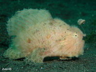 hairy frogfish (Antennarius striatus)