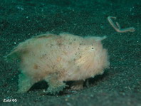 hairy frogfish (Antennarius striatus)