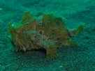 Link to frogfish video - Link zu Anglerfisch-Video