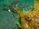 Link to frogfish video - Link zu Anglerfisch-Video