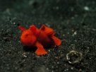 Link to frogfish video - Link zu Anglerfisch-Video