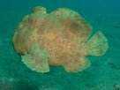 Link to frogfish video - Link zu Anglerfisch-Video