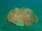 Link to frogfish video - Link zu Anglerfisch-Video