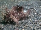 Link to frogfish video - Link zu Anglerfisch-Video