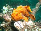 Link to frogfish video - Link zu Anglerfisch-Video