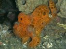 Link to frogfish video - Link zu Anglerfisch-Video