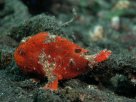 Link to frogfish video - Link zu Anglerfisch-Video