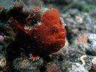 Link to frogfish video - Link zu Anglerfisch-Video