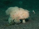 Link to frogfish video - Link zu Anglerfisch-Video