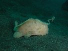 Link to frogfish video - Link zu Anglerfisch-Video