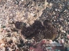 Link to frogfish video - Link zu Anglerfisch-Video