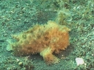 Link to frogfish video - Link zu Anglerfisch-Video